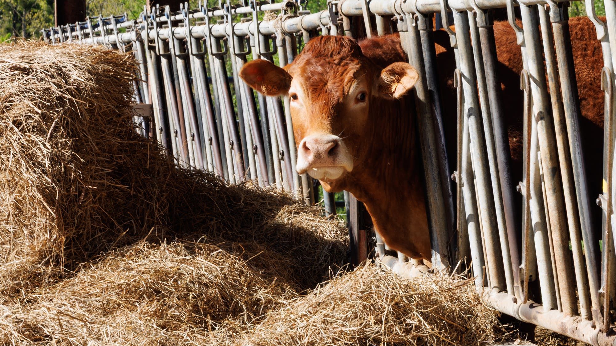 Higher hay costs for farmers could spell higher beef and dairy prices for consumers