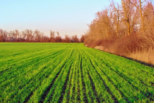 Field of green wheat (rye) rows on the edge of trees line, blue sunny sky