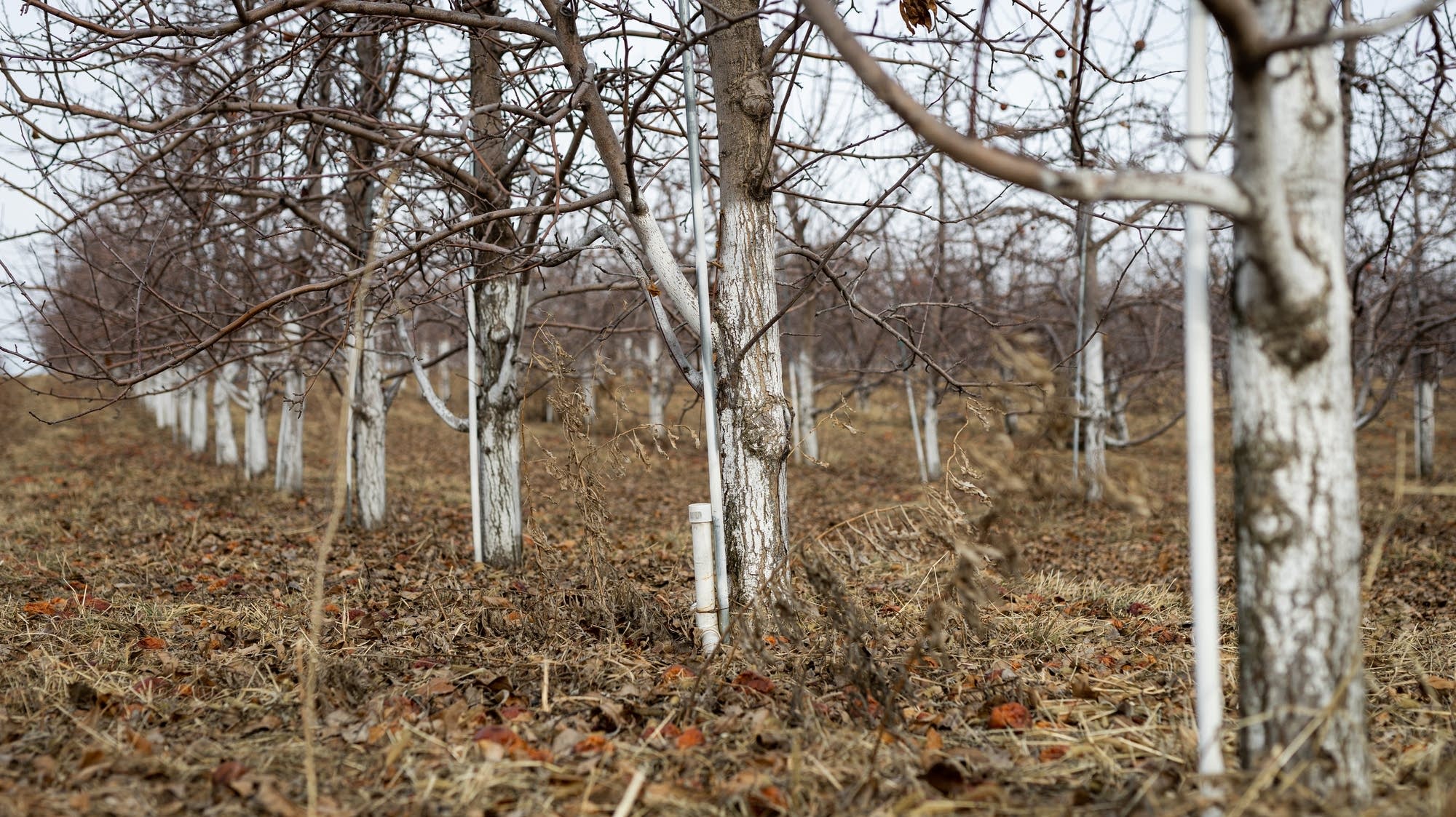 Climate resilience program helps Minnesota fruit farmers use winter to plan for the future