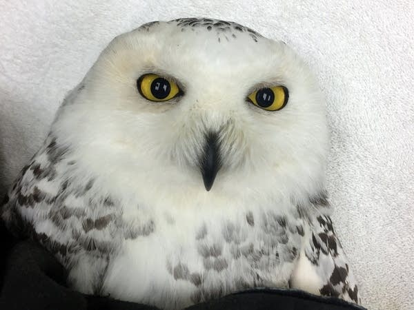 A snowy owl found in a coffee roaster in Duluth came to the Raptor Center.