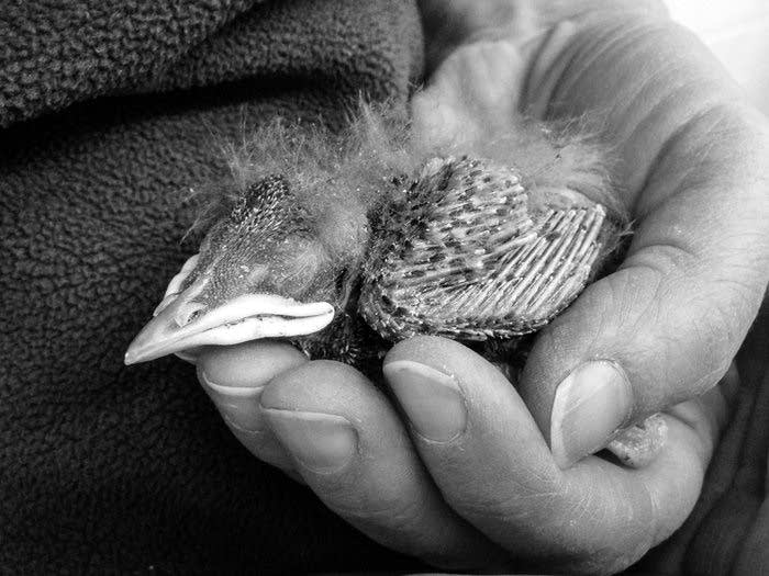 Carmen the Starling