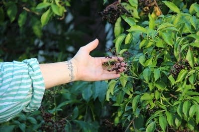 Drought dries out rivers and gardens in Twin Cities metro
