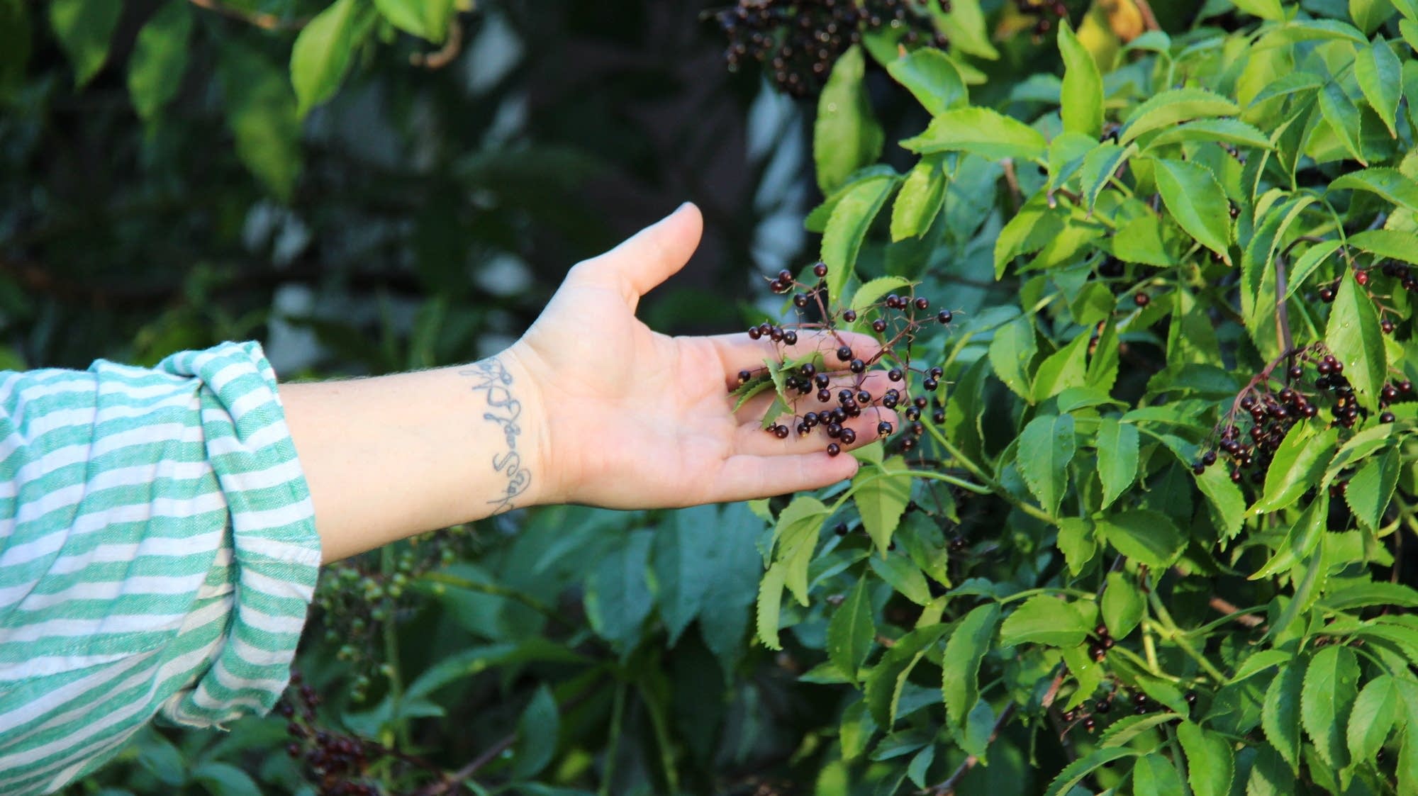 Drought dries out rivers and gardens in Twin Cities metro