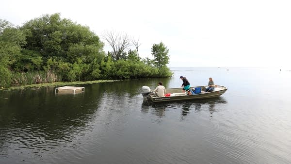 Researchers want to test a hypothesis that invasive species impact walleye.