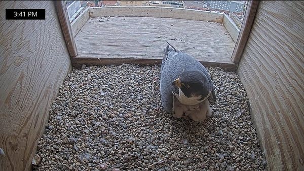 A screengrab from a rooftop "falcon cam" shows a mother peregrine falcon sitting on top of her chicks.
