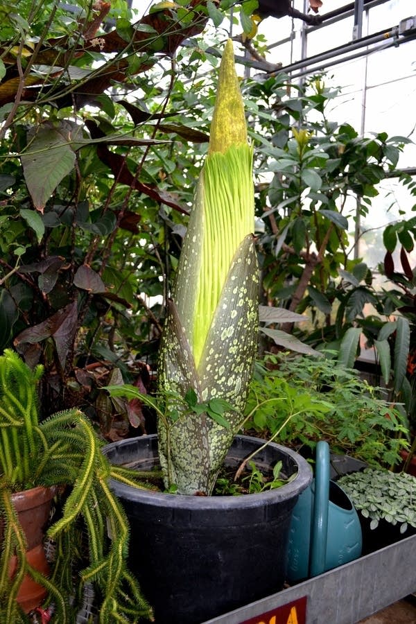 'Corpse flower' set to bloom