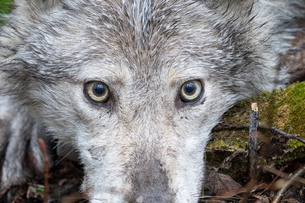 A grey wolf in the wild.