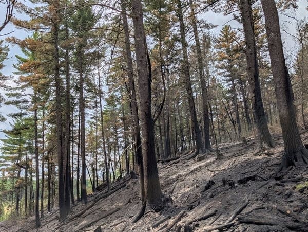 Trees burnt down