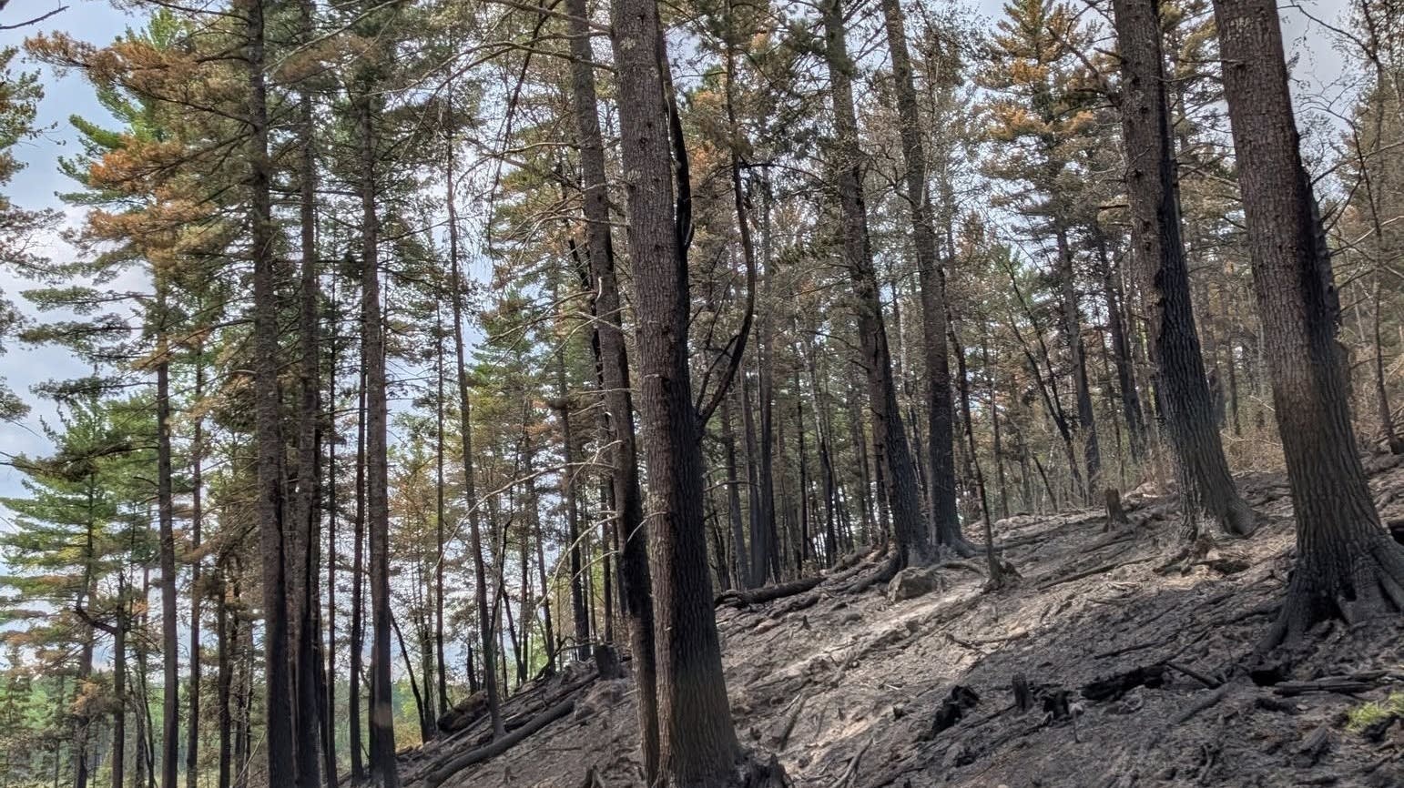 Investigators: Chainsaw likely sparked Birch Bay Fire