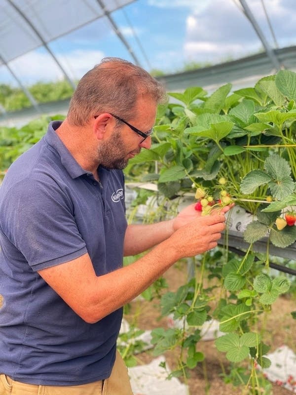 Adam Whitehouse, a senior fruit breeder at NIAB, showcases the "Ace" strawberry in a greenhouse.
