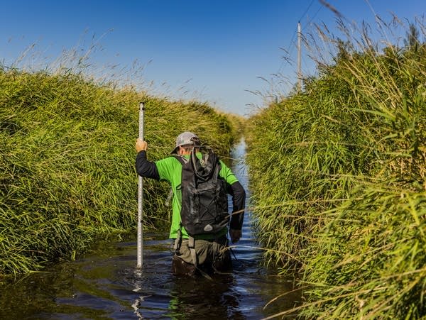 Chris Lenhart, restoration ecologist for The Nature Conservancy