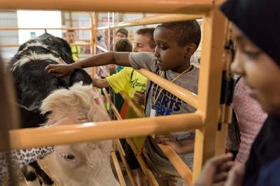 Dahir Ali, 8, a third-grader at Armatage Montessori in Mpls., pets a cow.