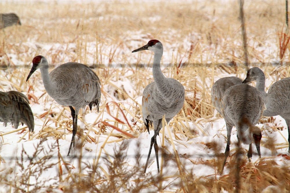 Cranes in the snow