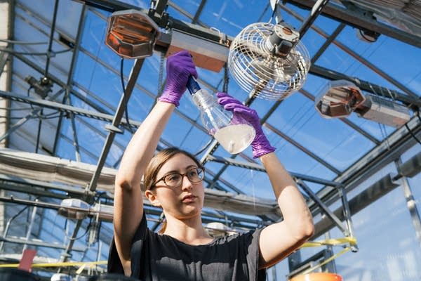 University of Minnesota plant pathology researcher Mariah Dorner.