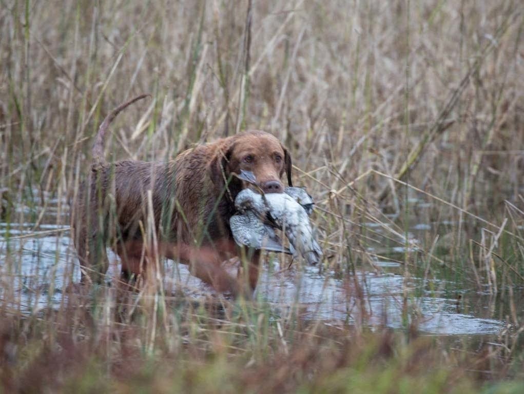Photos Opening day of duck hunting season in Minnesota MPR News