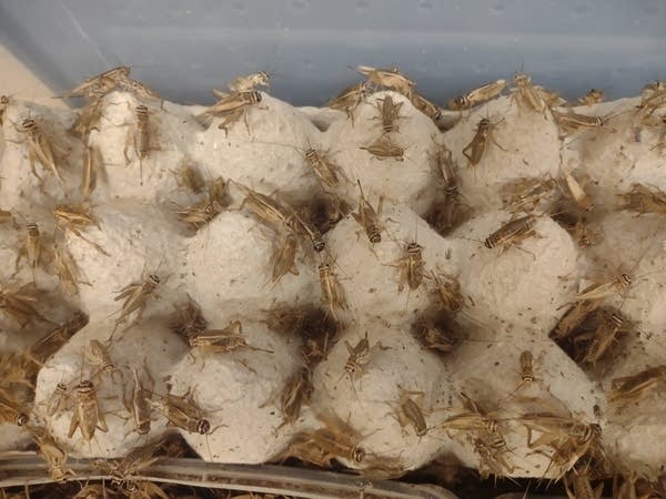 a close up photo of many crickets on an egg carton