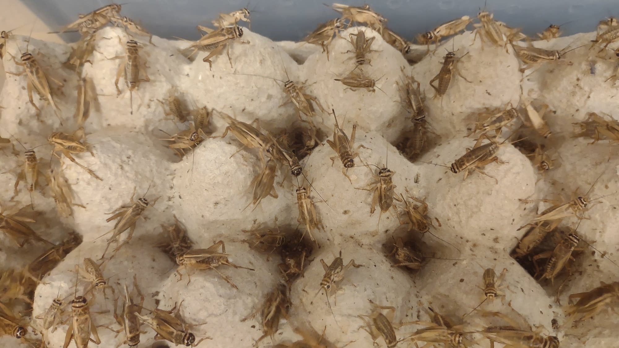 Minnesota's newest agricultural specialty Crickets? MPR News