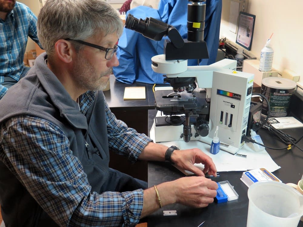 Biologist Mark Edlund preps an algae slide.