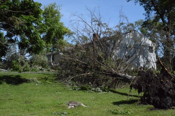A tree leans on a house-1