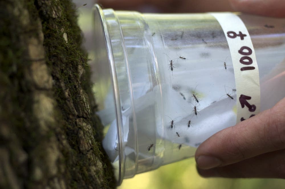 Stingless wasps