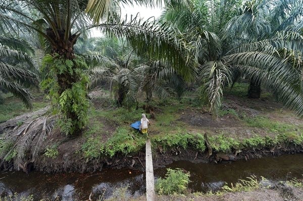 Palm oil plantations are a main cause of deforestation