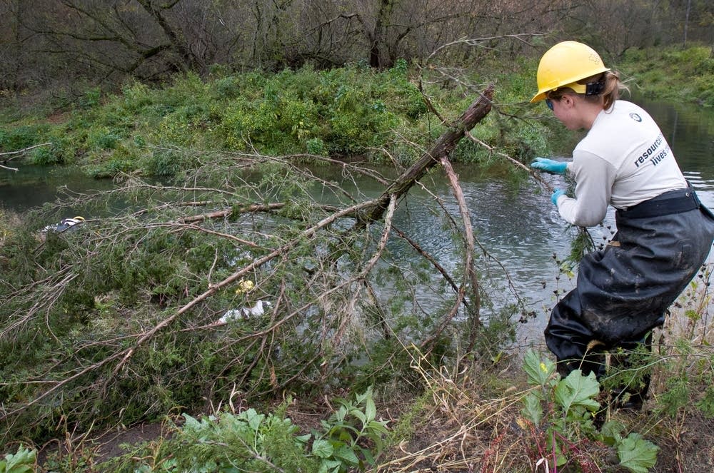 Lowering a tree into place