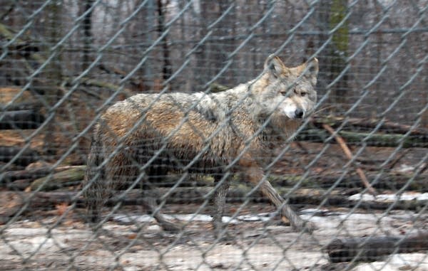 Rare Mexican wolf moved from Minn. to ND