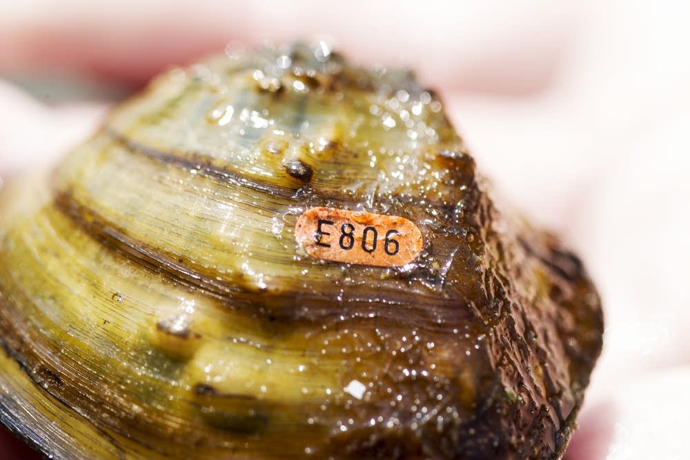 A Winged Mapleleaf mussel with a tag