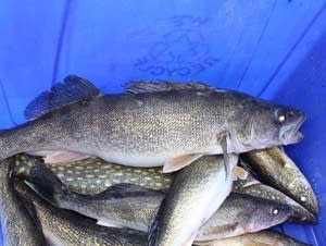 Lake Mille Lacs catch