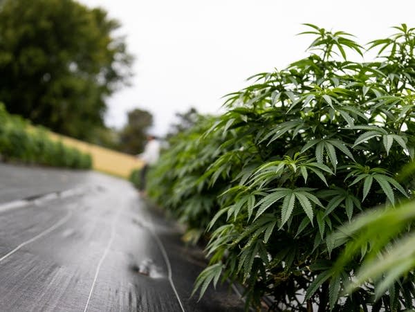 A row of cannabis plants