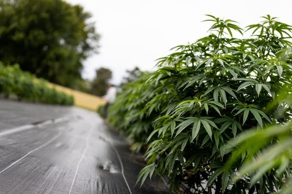 Sen. Port carries cannabis testing bill as slow rollout of Minnesota marijuana continues