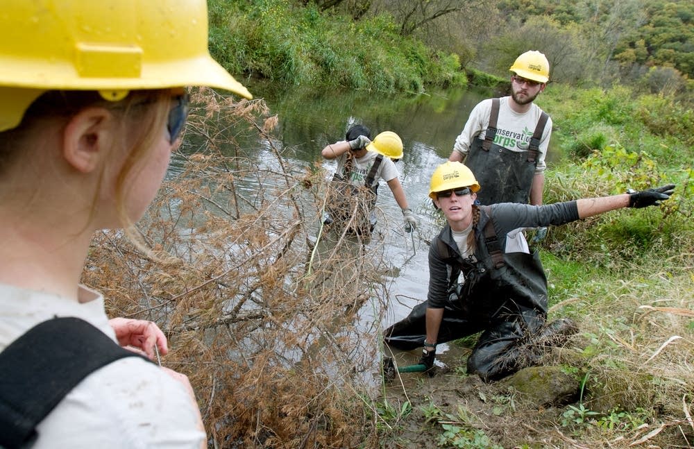 Volunteers anchor tree to the creek banks.