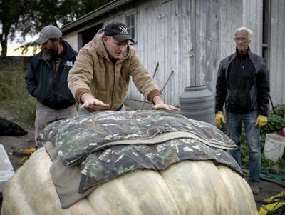 A person is wrapping his pumpkin