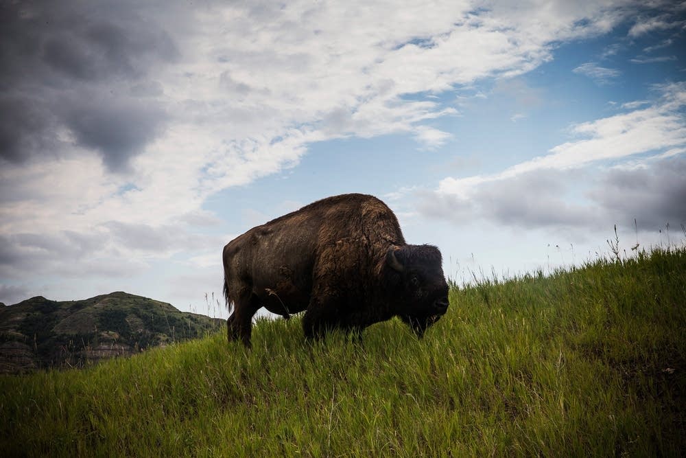 A buffalo near Watford City