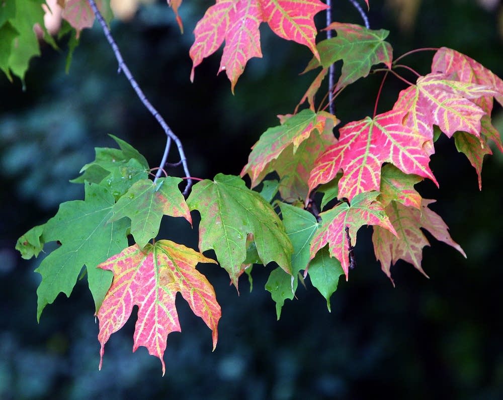 Autumn leaves in August