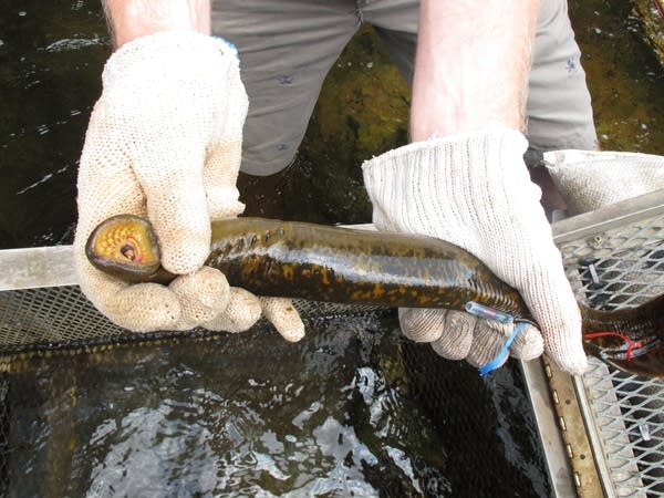 Lamprey