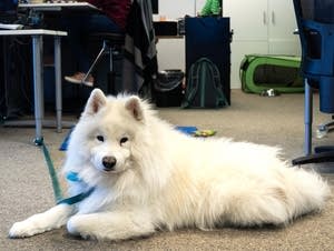 Enzo, a 9-year-old samoyed, sits near his owner Kateri Frost's desk.