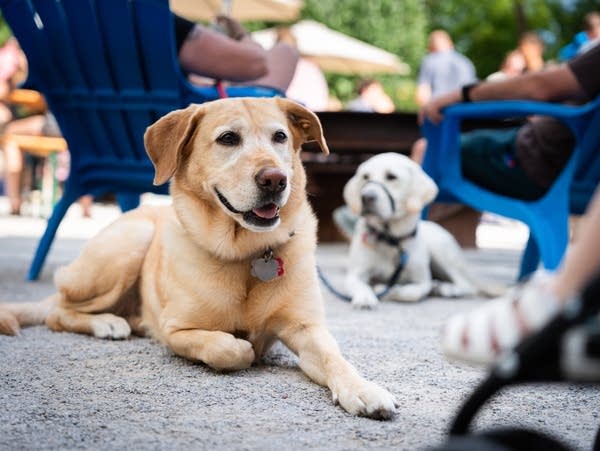 Minnesota’s hazy summer poses health risks to pets