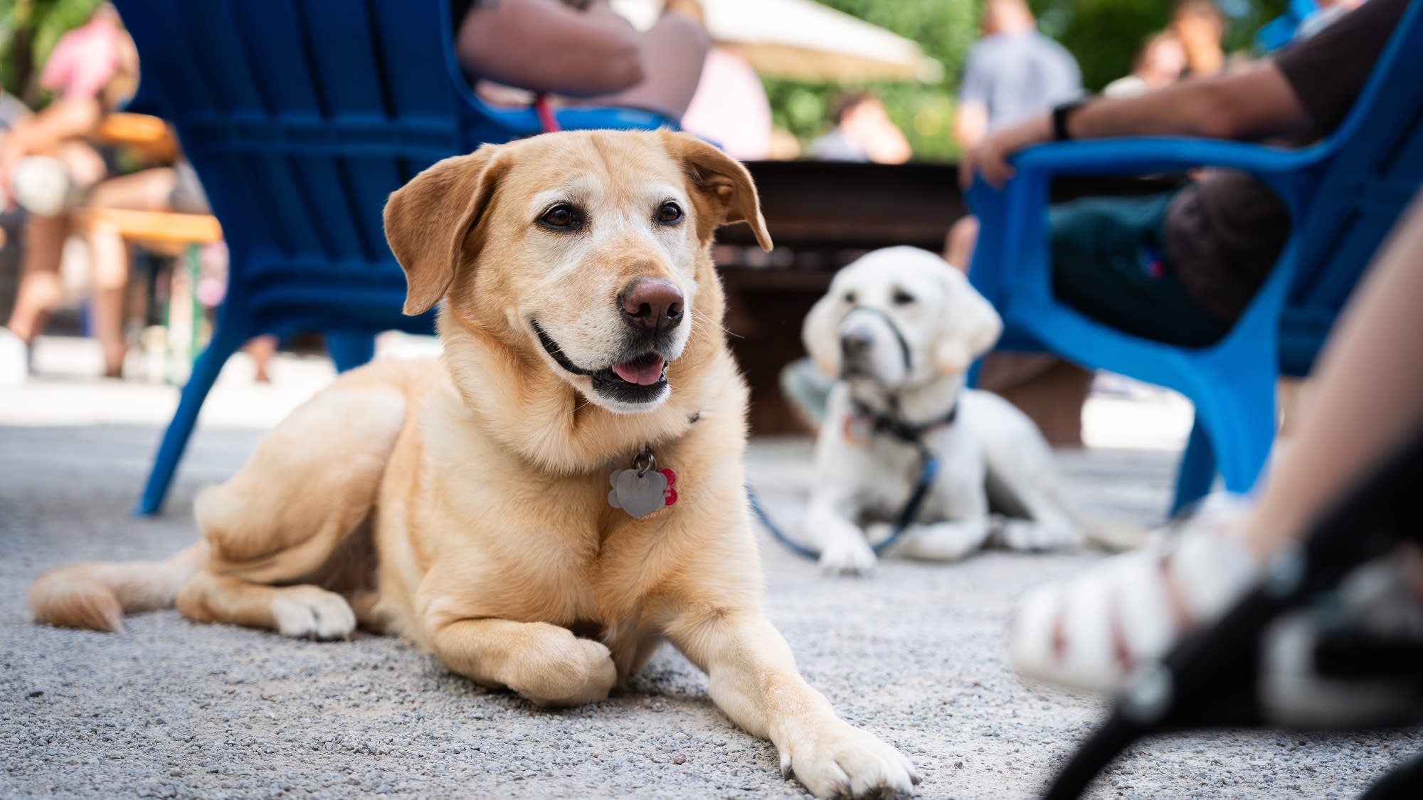Minnesota’s hazy summer poses health risks to pets