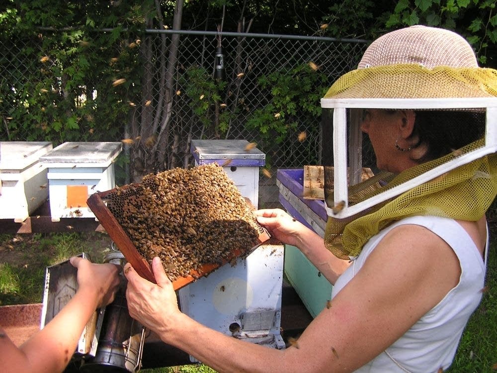 Marla Spivak and her bees
