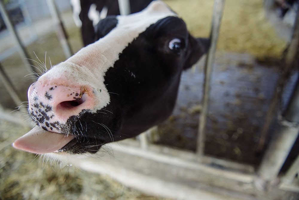 Holstein dairy cow