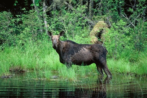 A moose near the BWCA