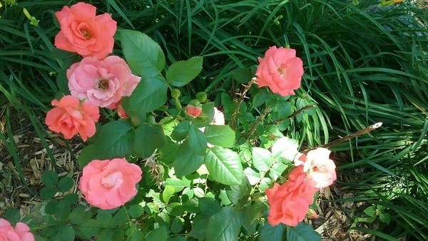 Warm and very humid Tuesday; areas dense fog early