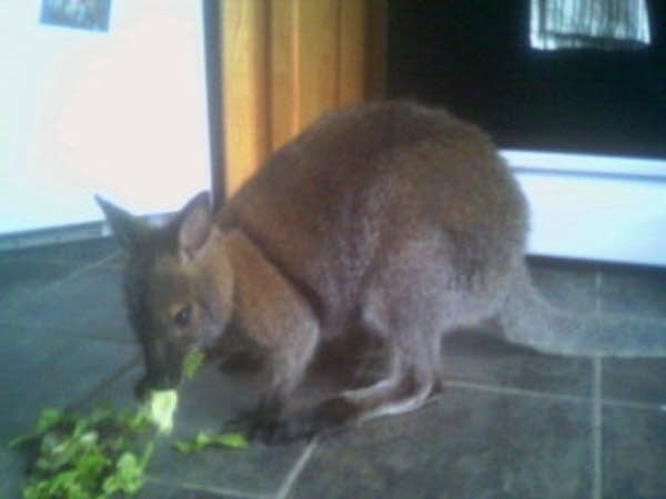 Wallaby