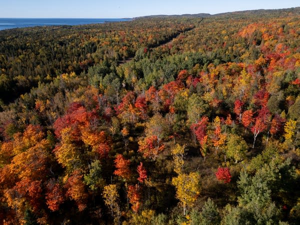 Photos: Fall colors popping in northern half of Minnesota, north of I-94