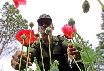 A Mexican Army soldier holds poppy plants that wer