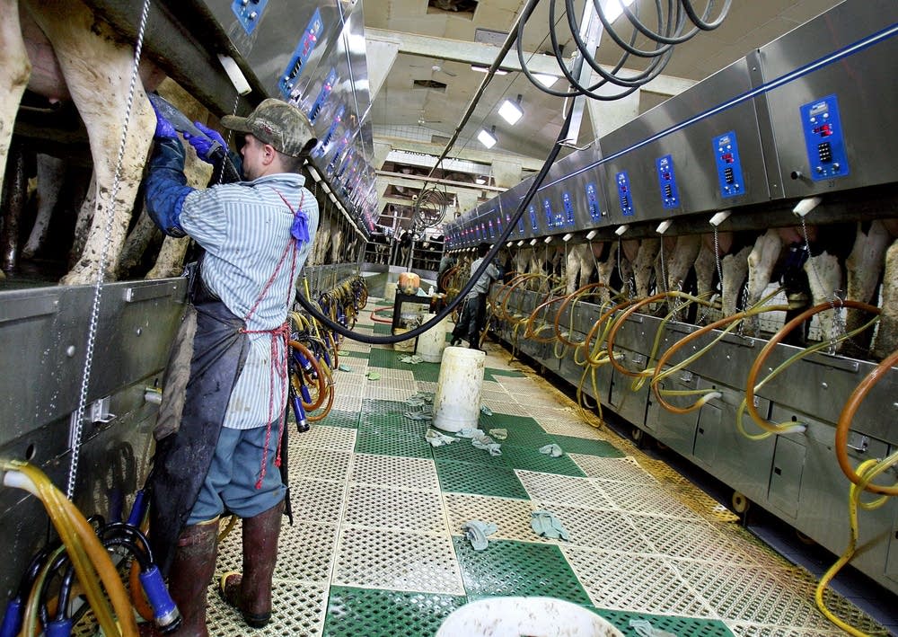 Milking time