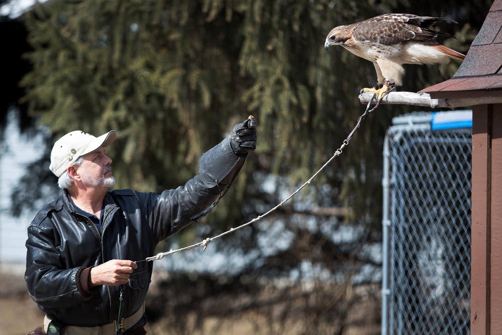 Falconer