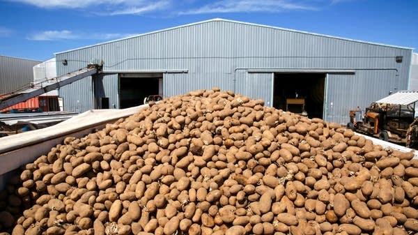 A pile of potatoes in a truck bed.