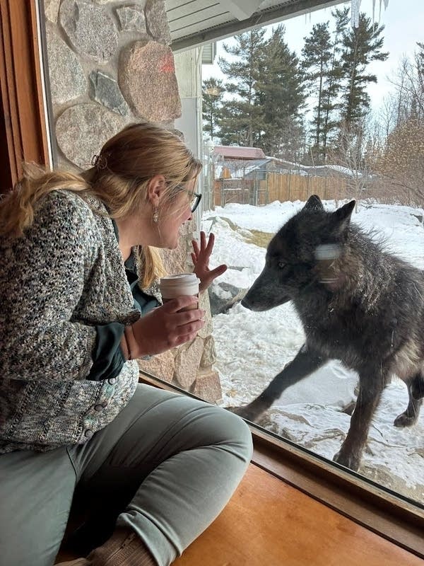 Woman sitting near window with wolf